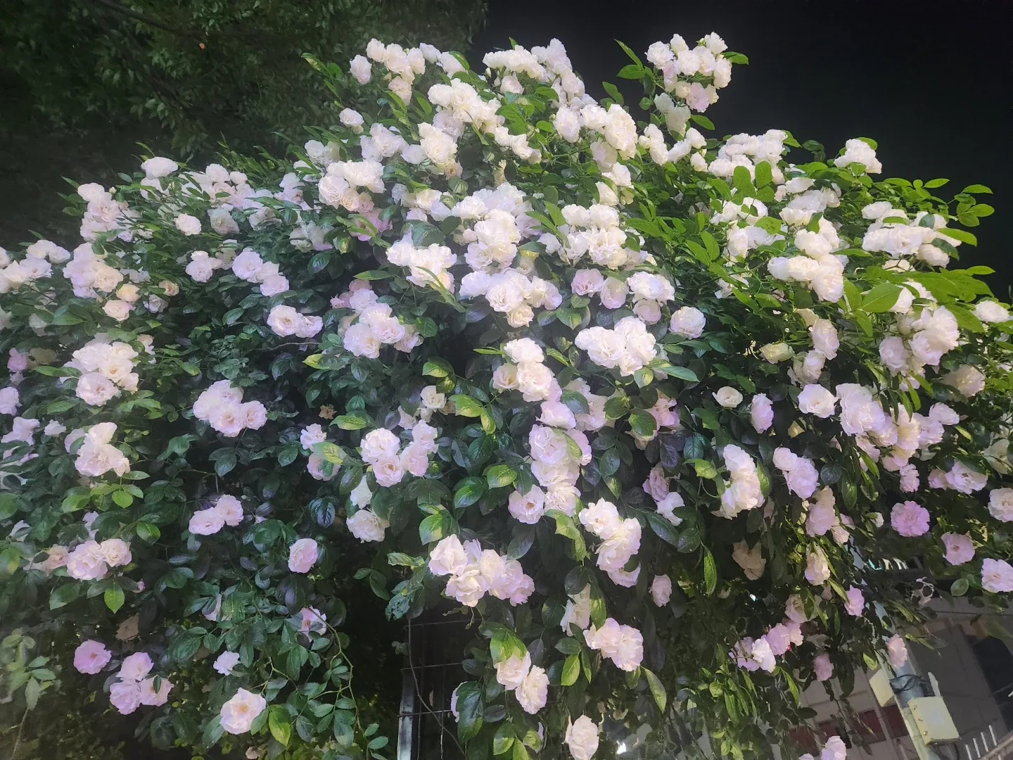 여름이야기