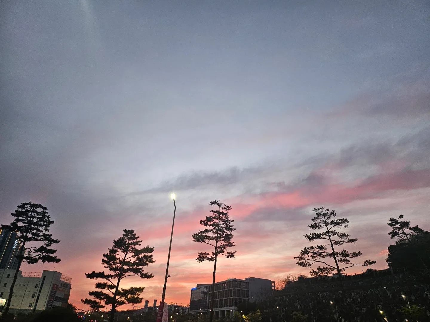 초보식집사