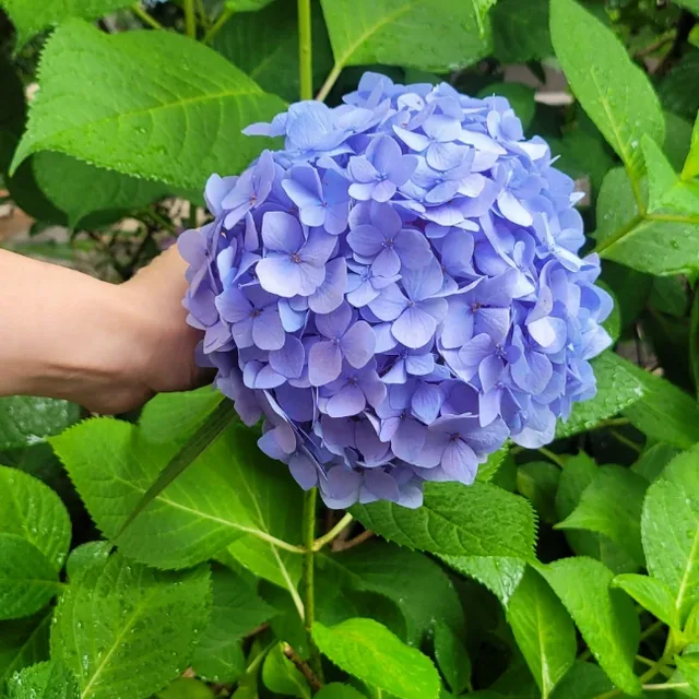 바다라기