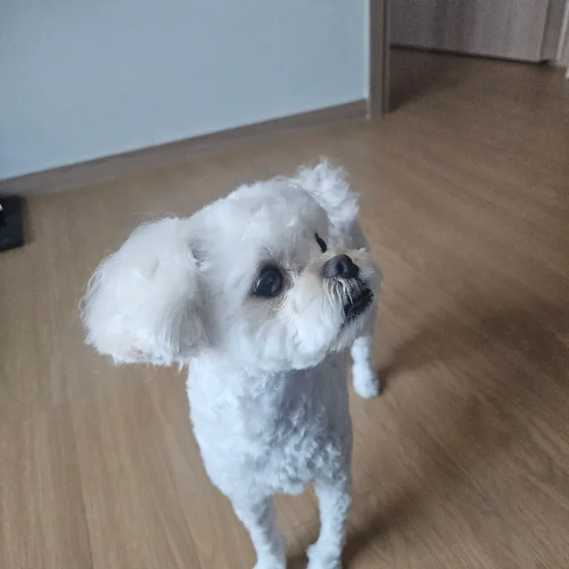 초롱이