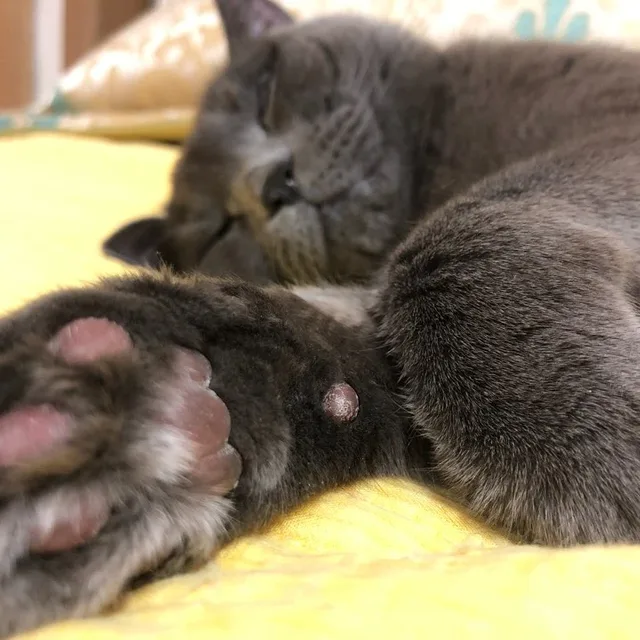 냥하이
