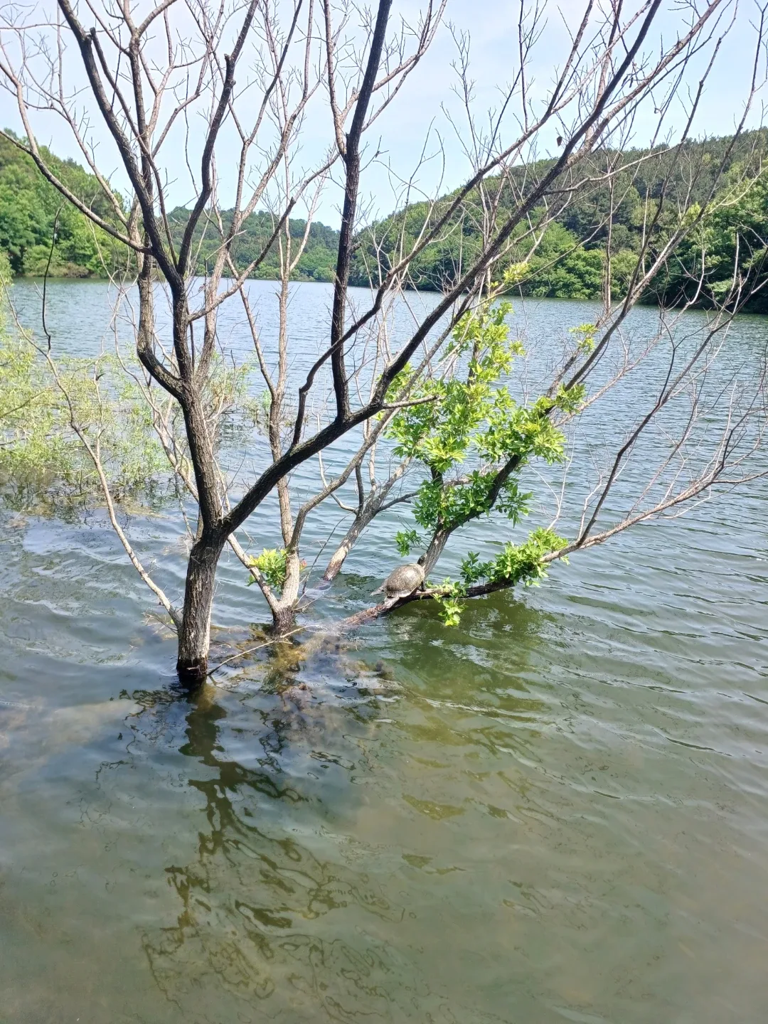 신선