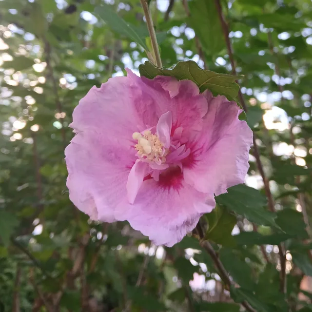 자운지