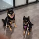 조타조아