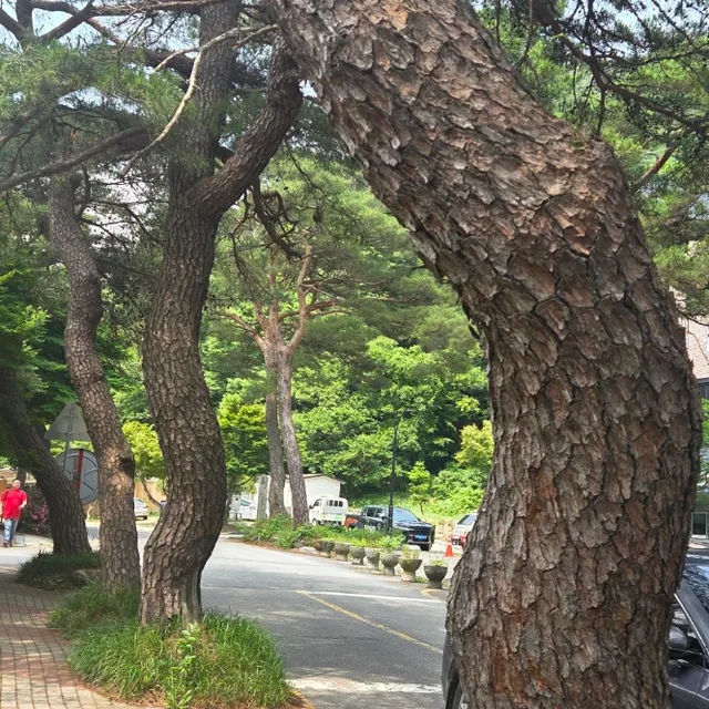 동동이