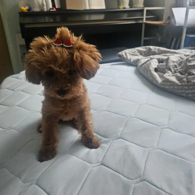 주비