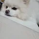 당근이둘