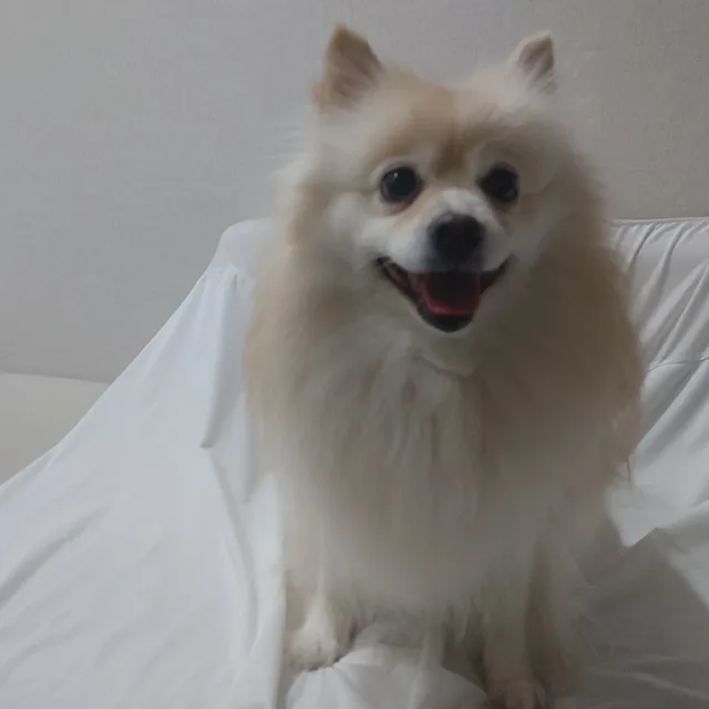 보리야당근먹자