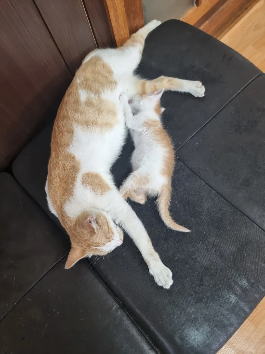 김씨넹