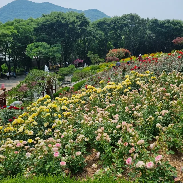포뇨