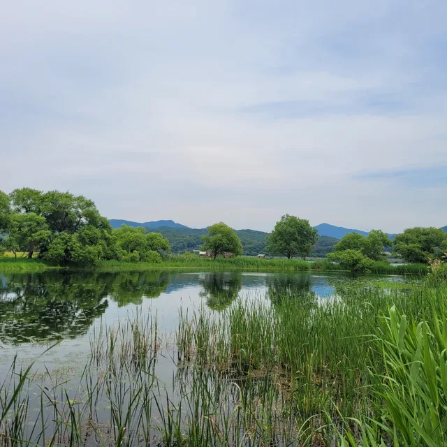 도연