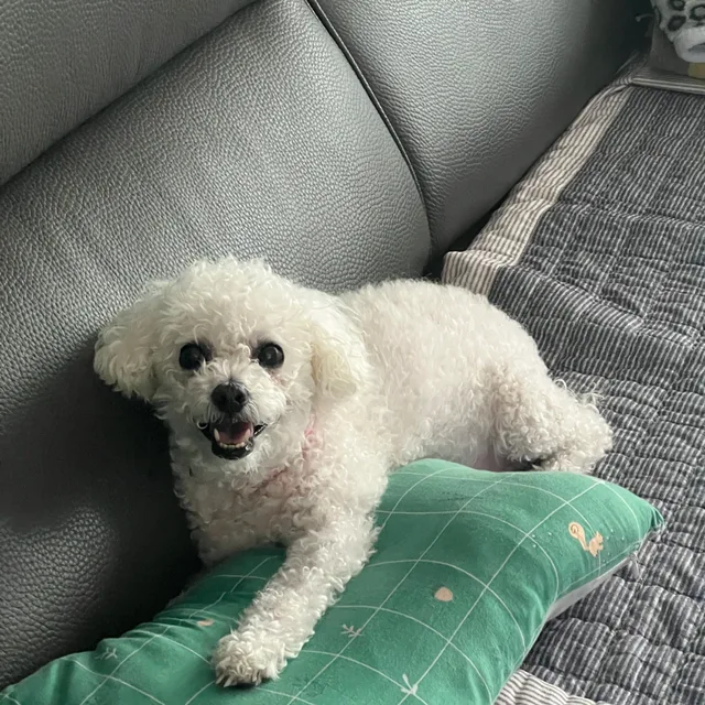 두부