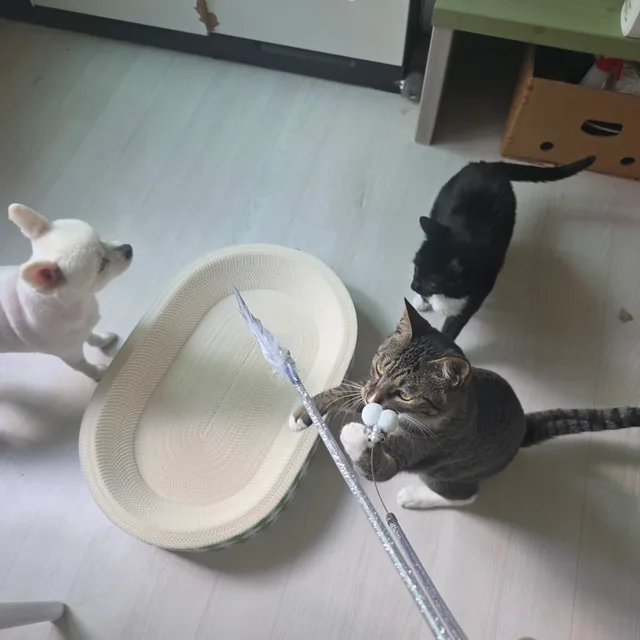 루비