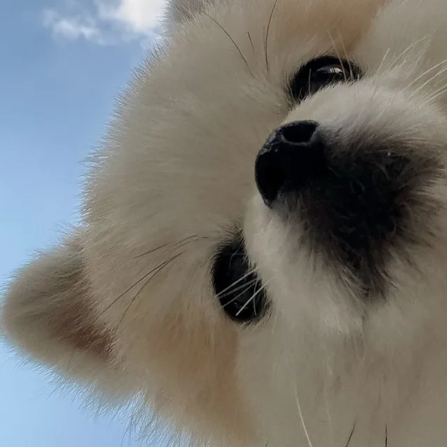 노바