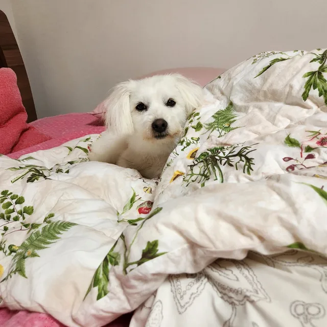 희나리
