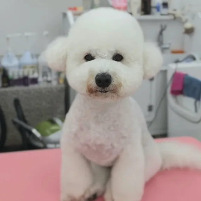 뭉치맘