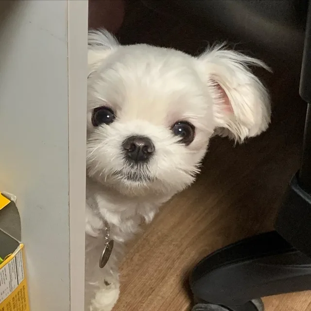 가나디온도니
