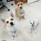 캔디