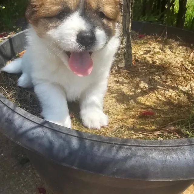 보노