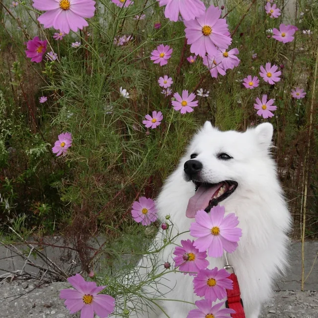 설베킹