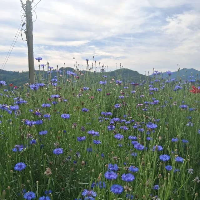 수레국화