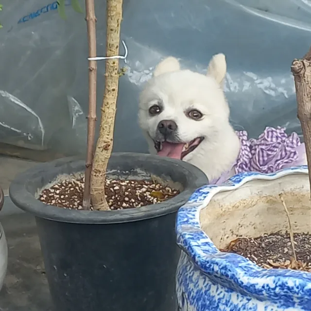 보리와쵸코