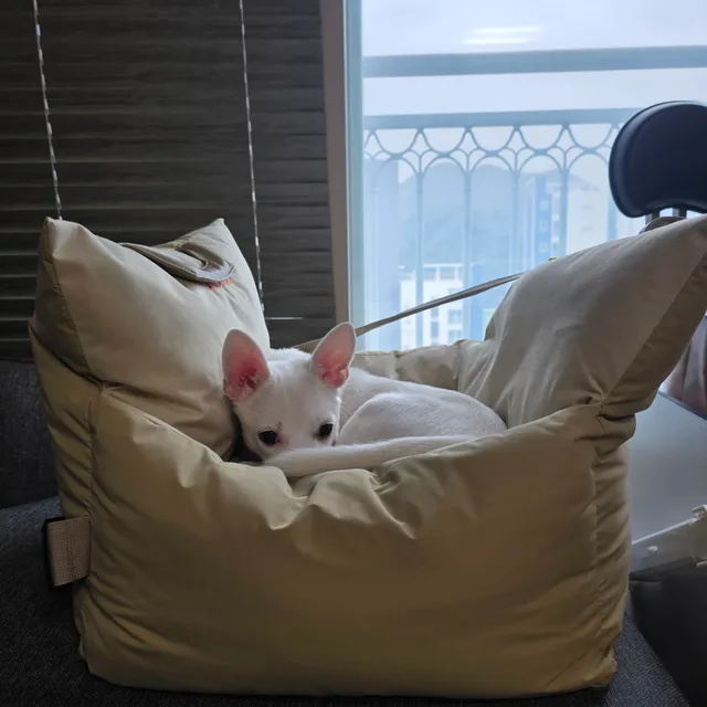 애넷맘