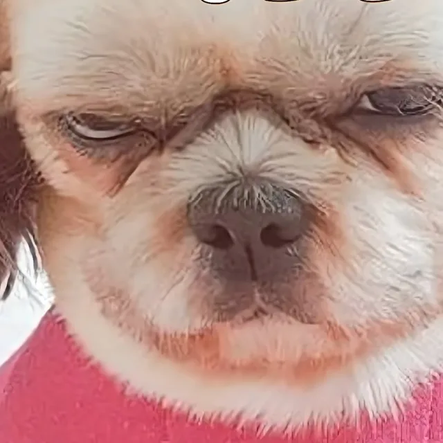 돌아온명랑한아이