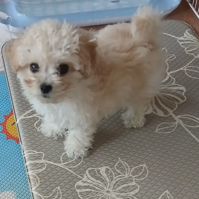 보리