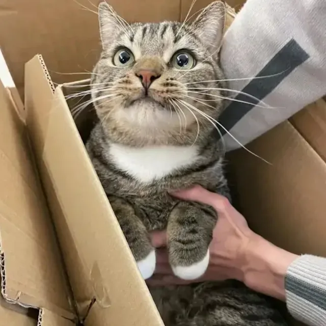 냐옹이