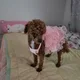 사랑이76여