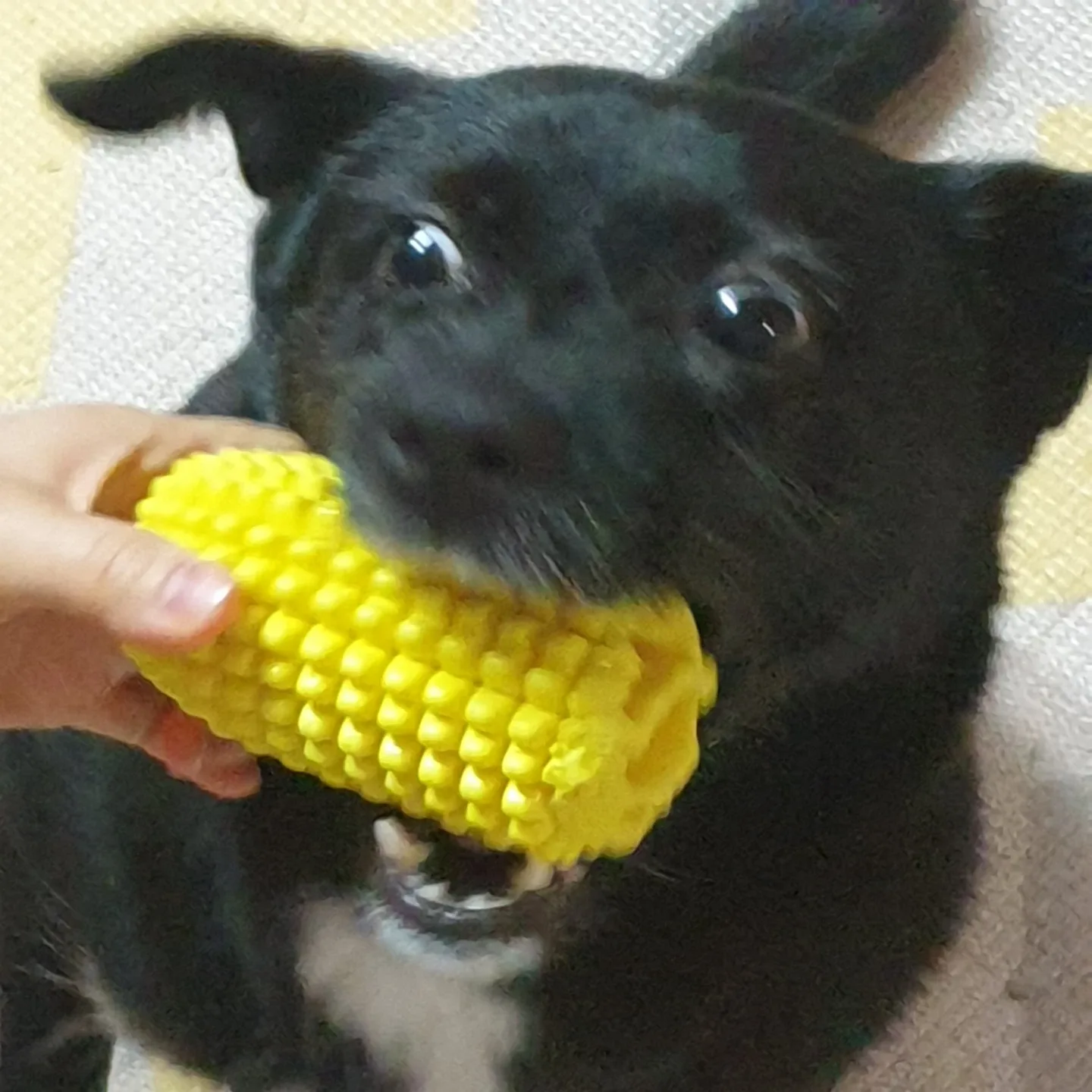 야우