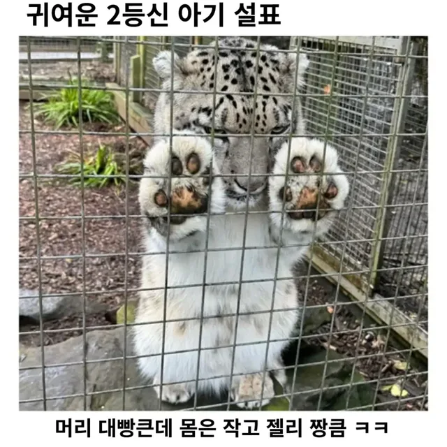 꼬부기랑고라파덕