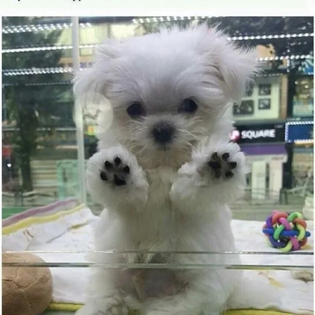 키티몬스터찡