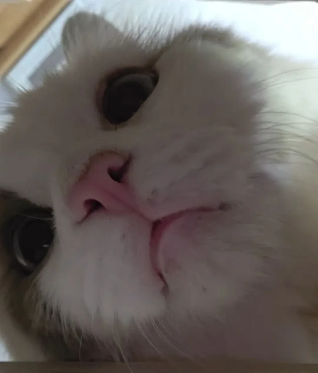 레오