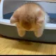 플로셉