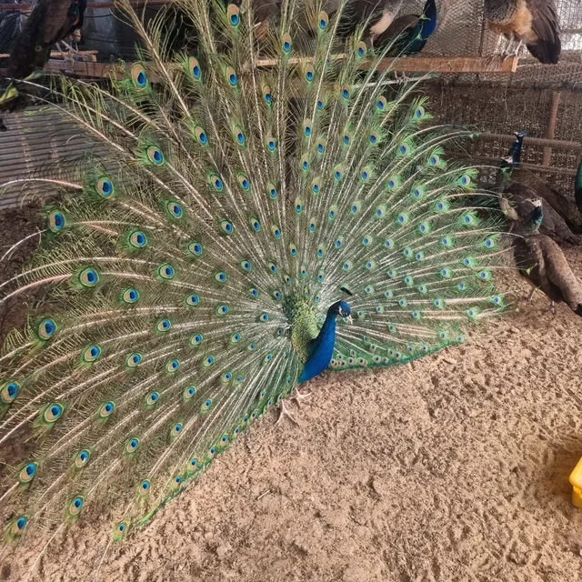 공작새
