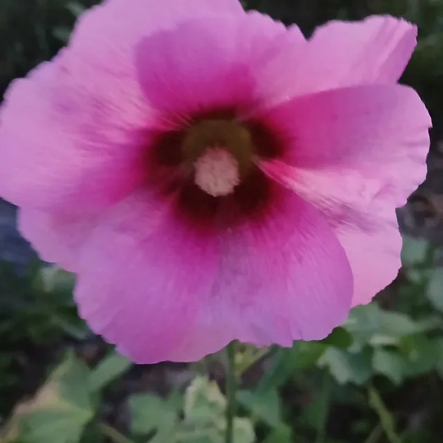 짱구