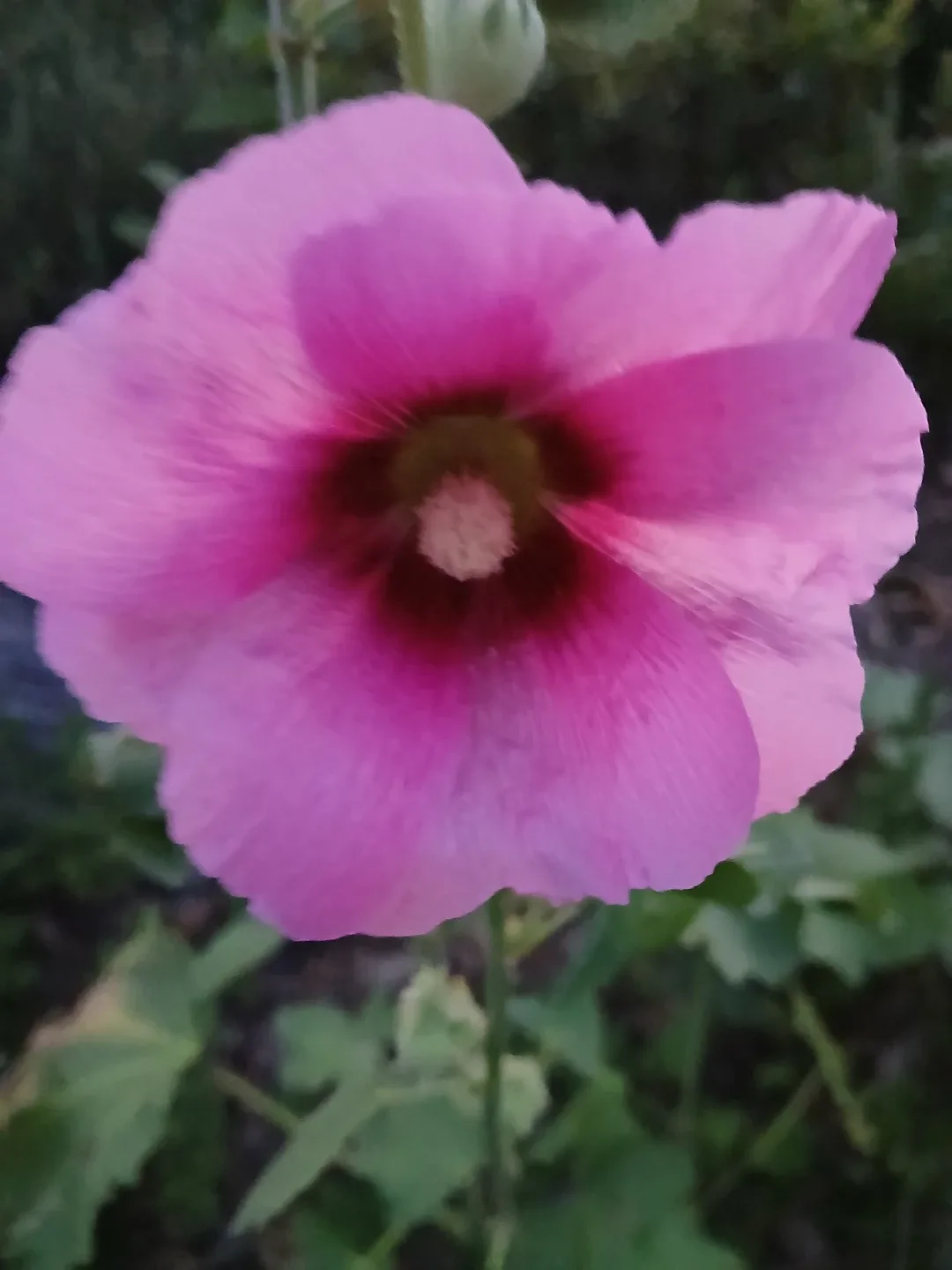 짱구