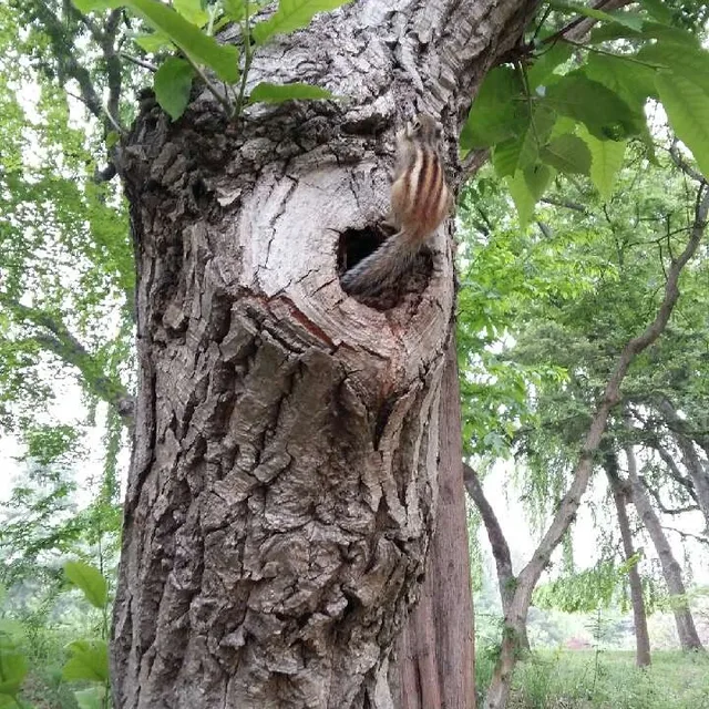 보리