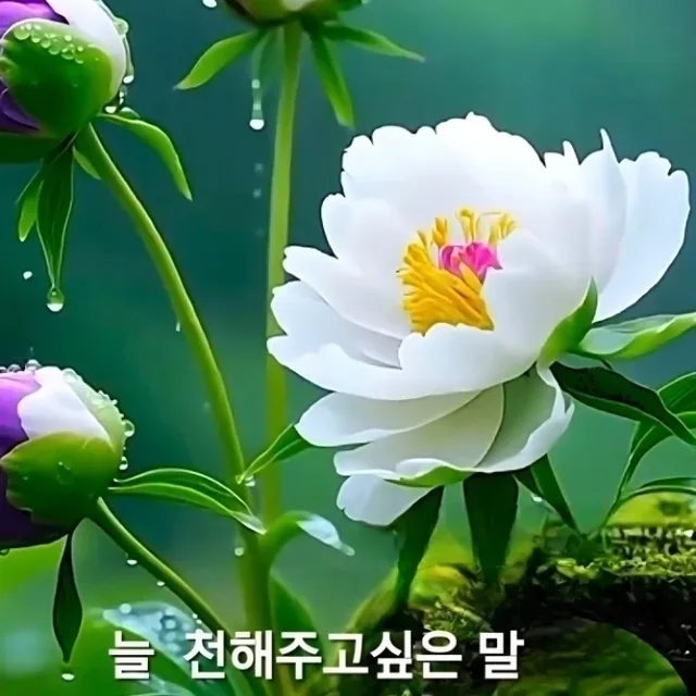 청미래