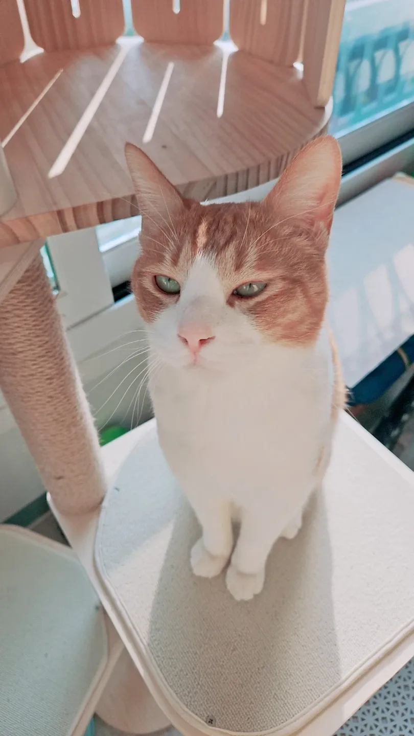 단호박
