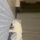 당츄