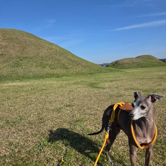 쥐돌이선생