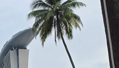 자수야