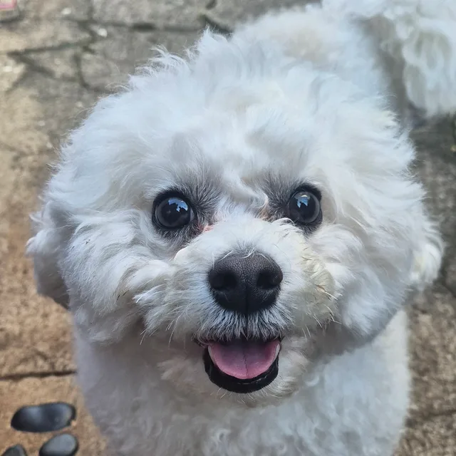 레모니