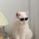 박나무