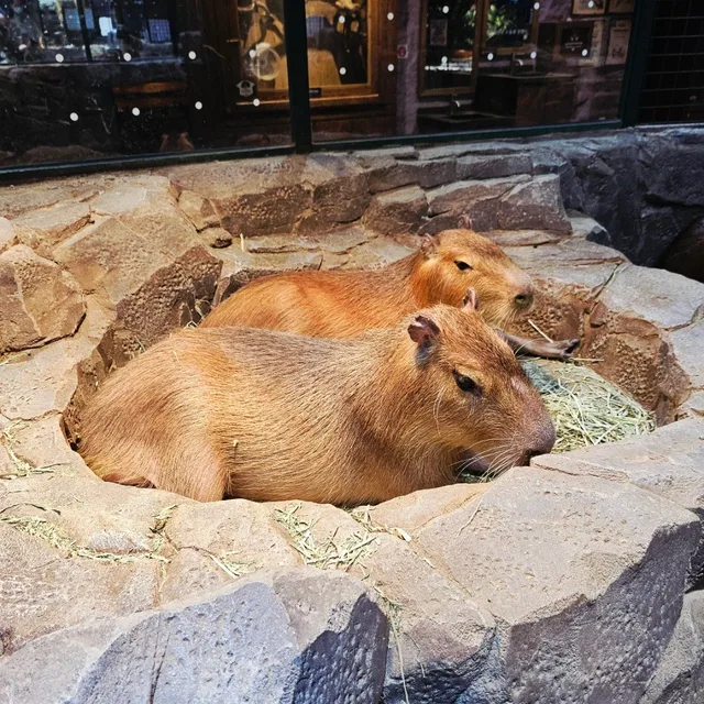 블루베리요거트