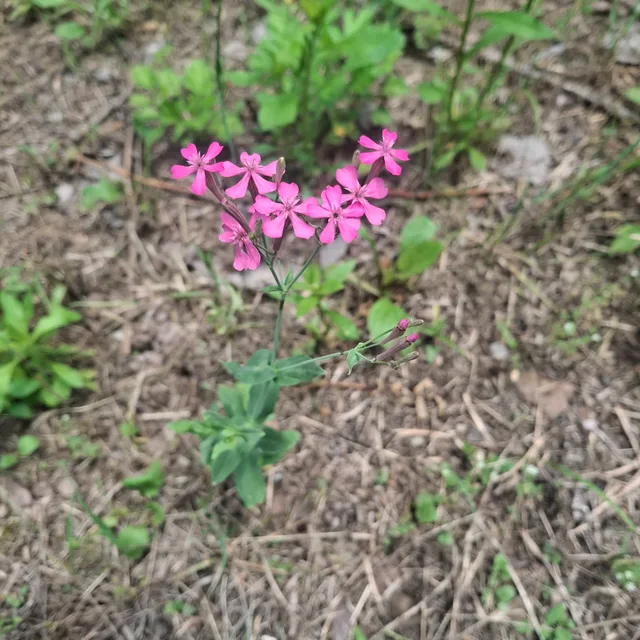 행복