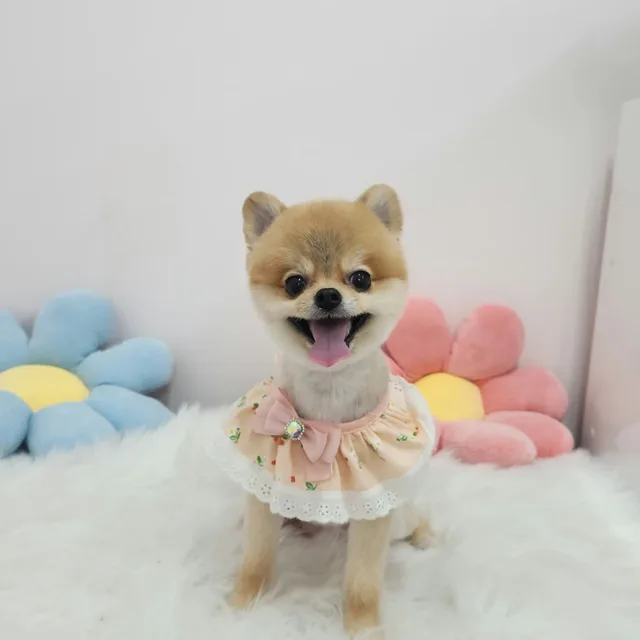 아지맘